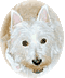 Member Bio