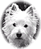 Member Bio