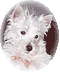 Member Bio
