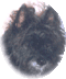 Member Bio