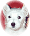 Member Bio