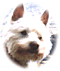 Member Bio