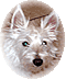 Member Bio
